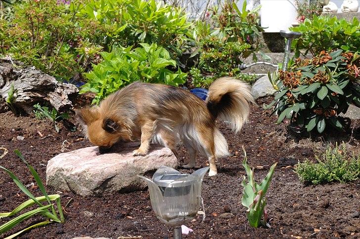 Chihuahua brinda billede 17