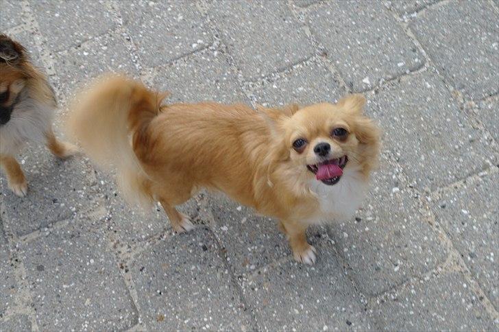 Chihuahua kiki billede 1