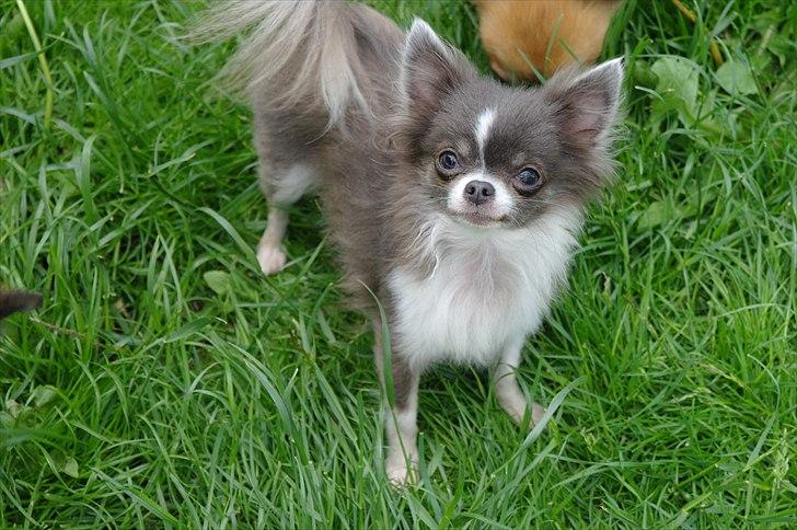 Chihuahua frebona's miss aisha bine "udstationeret" billede 1