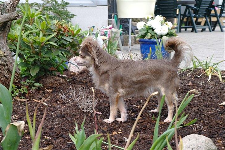 Chihuahua sns bolette nyby's Beta billede 20