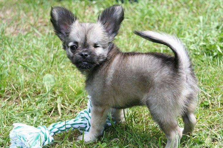 Chihuahua Kaptajn Amigo billede 2