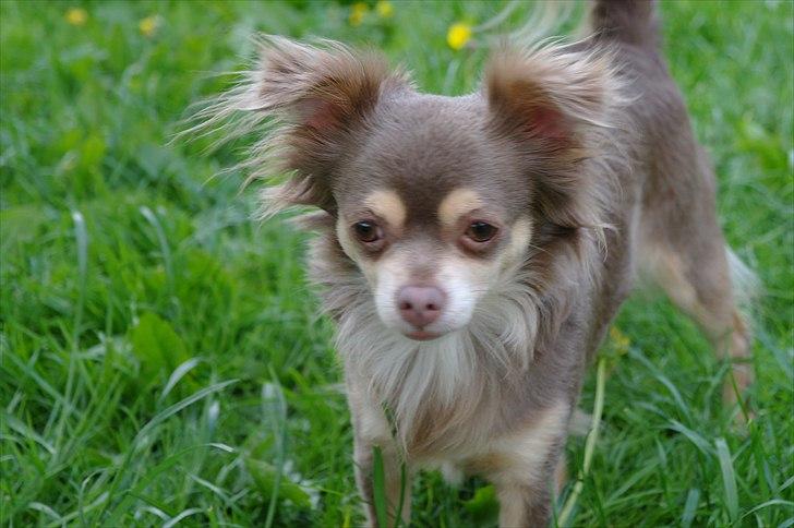 Chihuahua sns bolette nyby's Beta billede 1