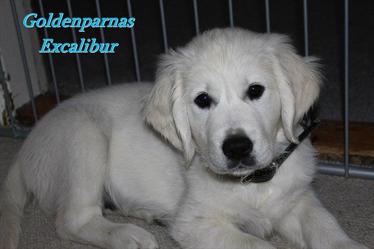 Golden retriever Goldenparnas Excalibur - Velkommen til min profil :) billede 1
