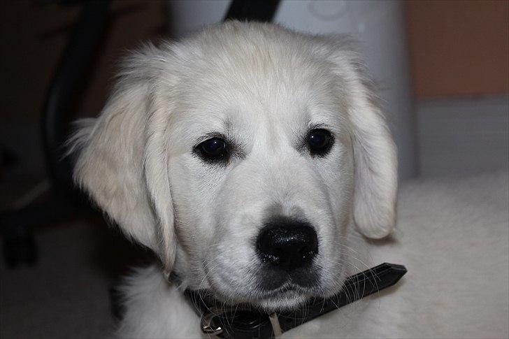 Golden retriever Goldenparnas Excalibur - Cali er 9 uger, og lige kommet hjem :) billede 2