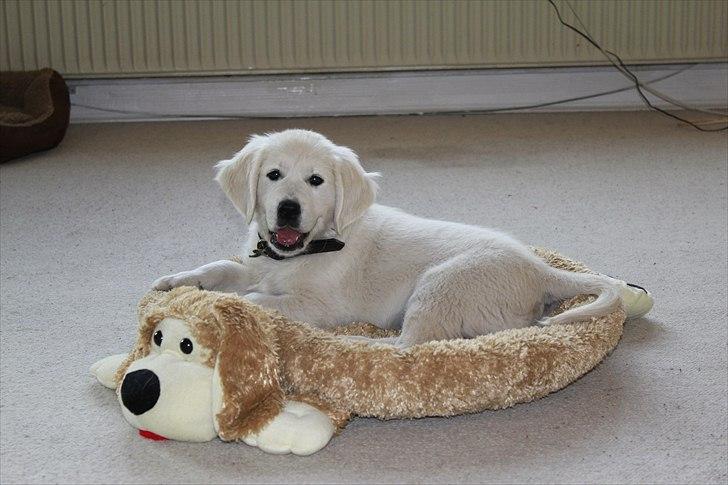 Golden retriever Goldenparnas Excalibur - Cali i hans kurv, som han forlængst er vokset ud af :D  billede 3