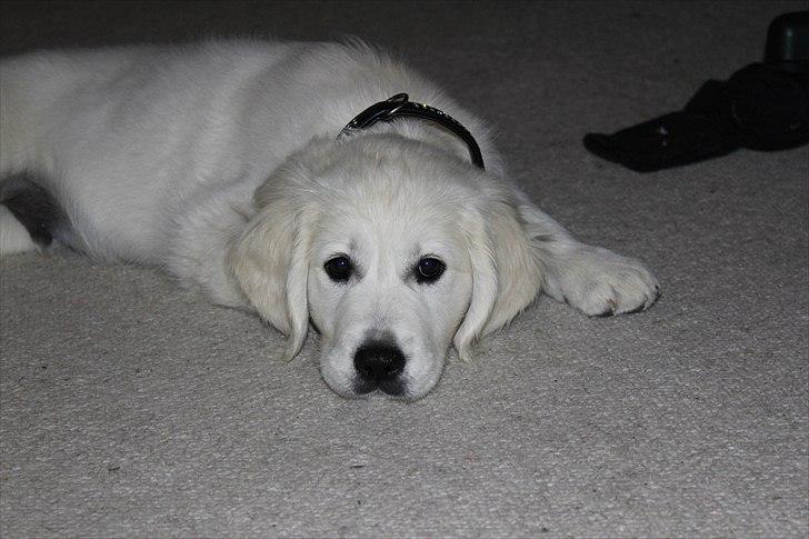 Golden retriever Goldenparnas Excalibur billede 4