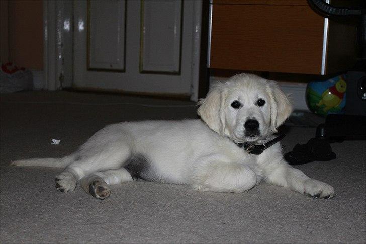 Golden retriever Goldenparnas Excalibur billede 5