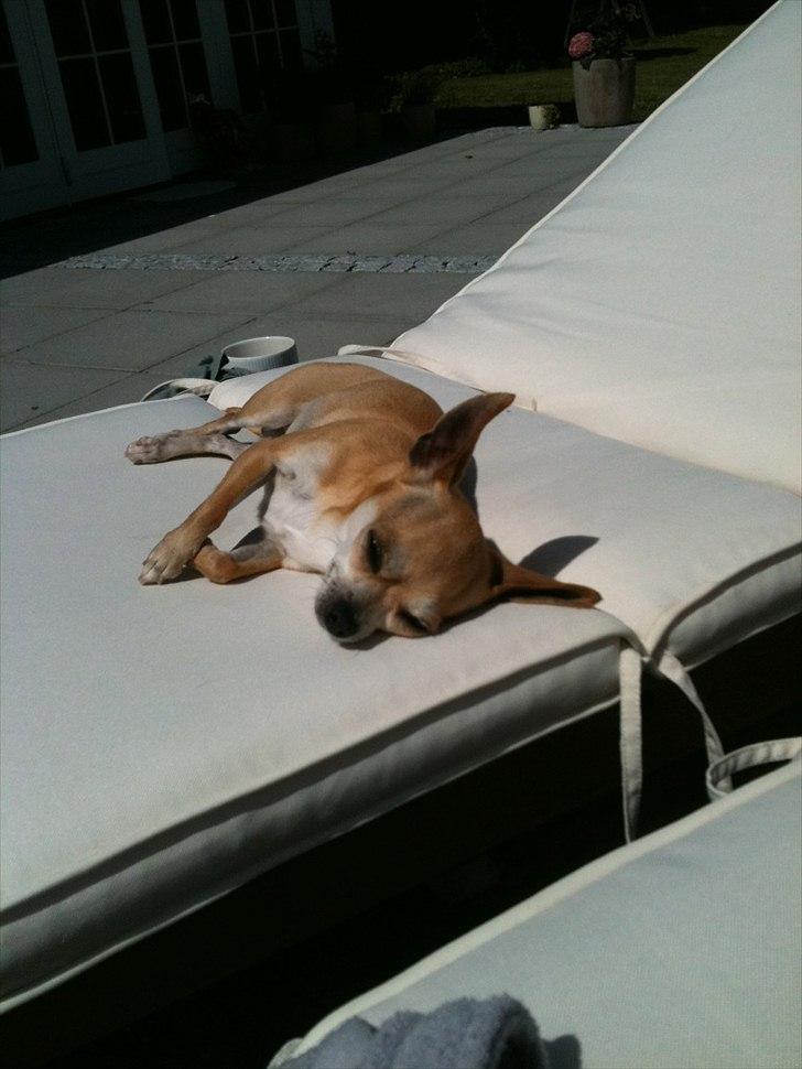 Chihuahua Mika - Dejligt når far ikke er hjemme, så kan jeg stjæle hans solstol... billede 2