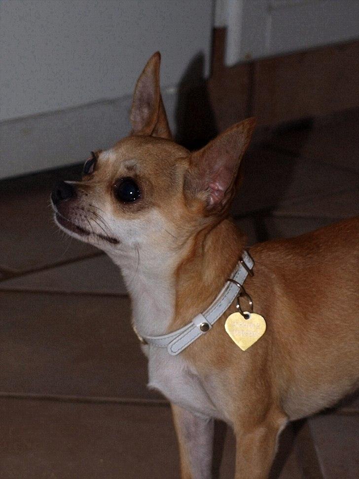 Chihuahua Mika - Min dejlige opmærksomme skat billede 4