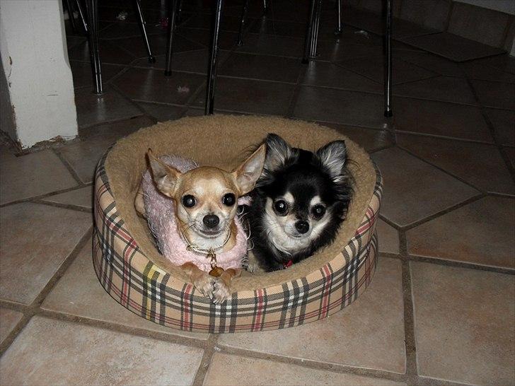 Chihuahua Mika - Altid i samme kurv. Underligt vores mor køber 2 kurve hver gang... billede 5