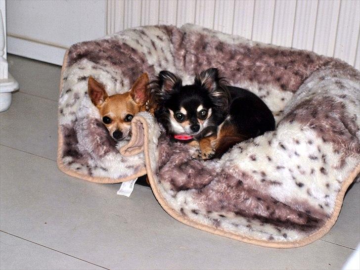 Chihuahua Mazi billede 3