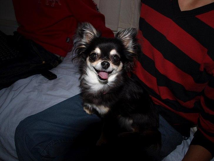 Chihuahua Mazi billede 2