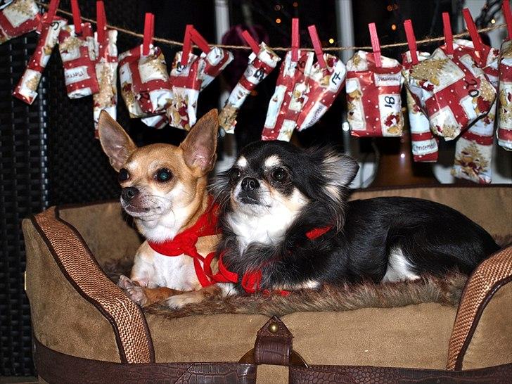 Chihuahua Mazi - Vores fjollede mor har lavet pakkekalender til os... billede 5