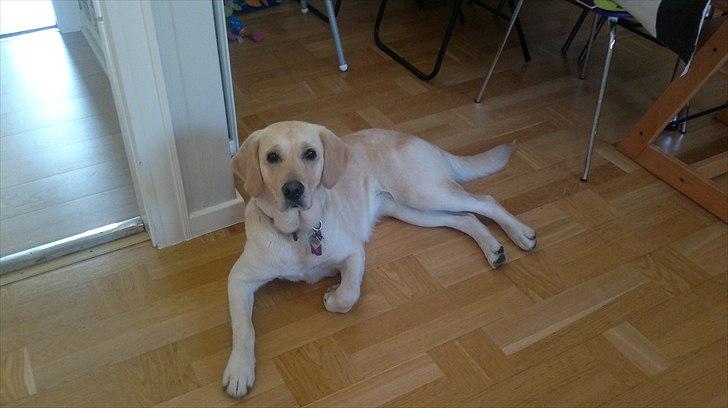 Blanding af racer Deedi  - Hej jeg hedder Deedi billede 1