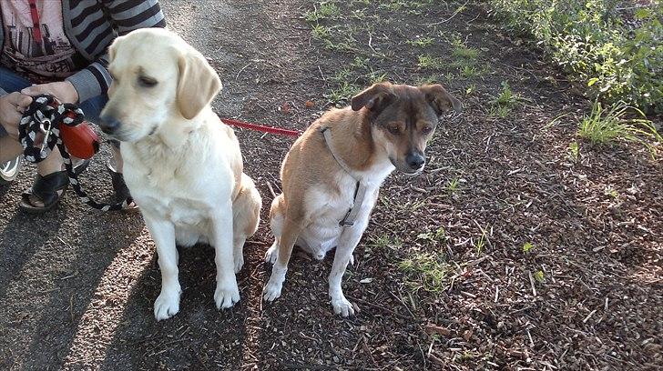 Blanding af racer Deedi  - Slap dog af Barney.. det er jo bare en hund der går der.. billede 3