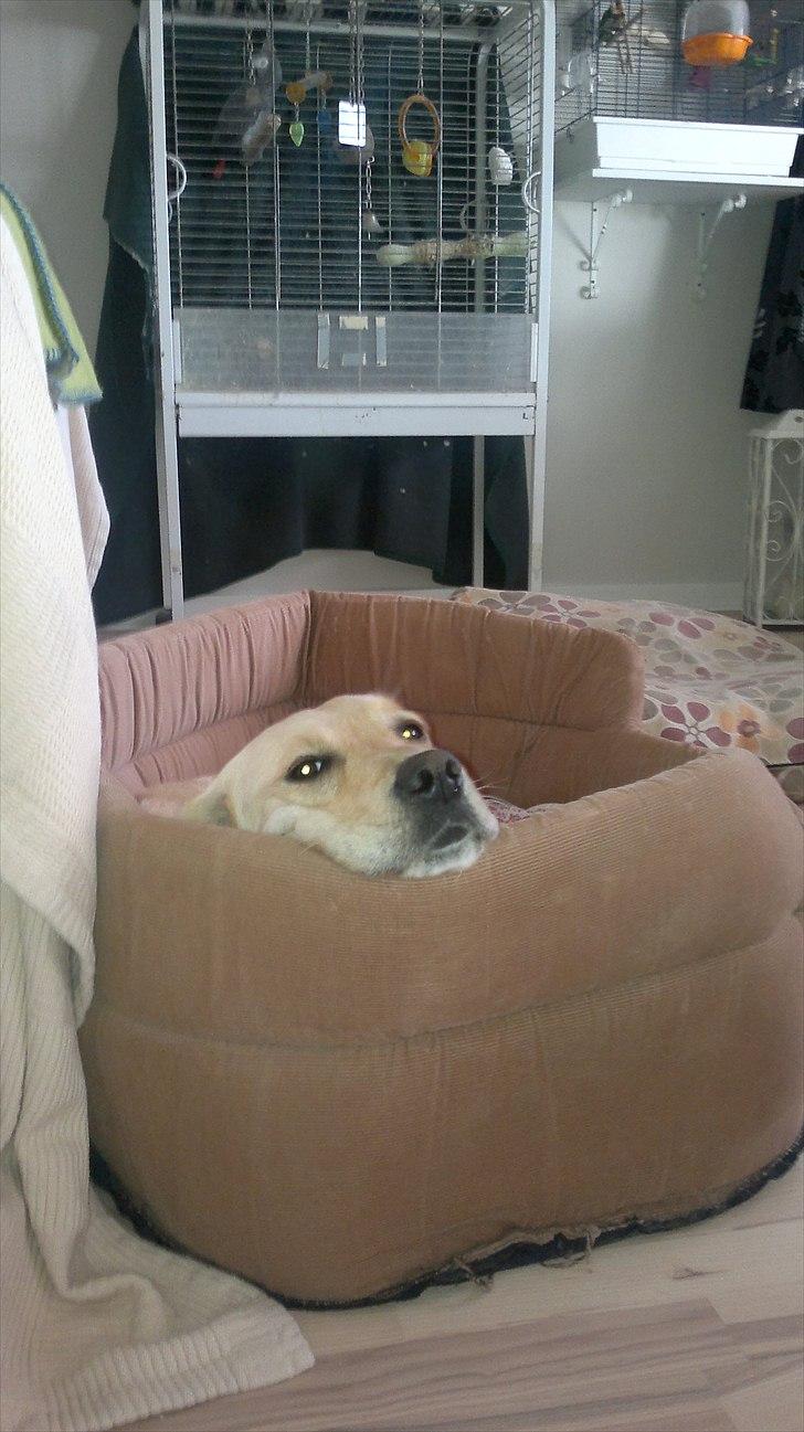 Blanding af racer Deedi  - Mig i min store kurv billede 4