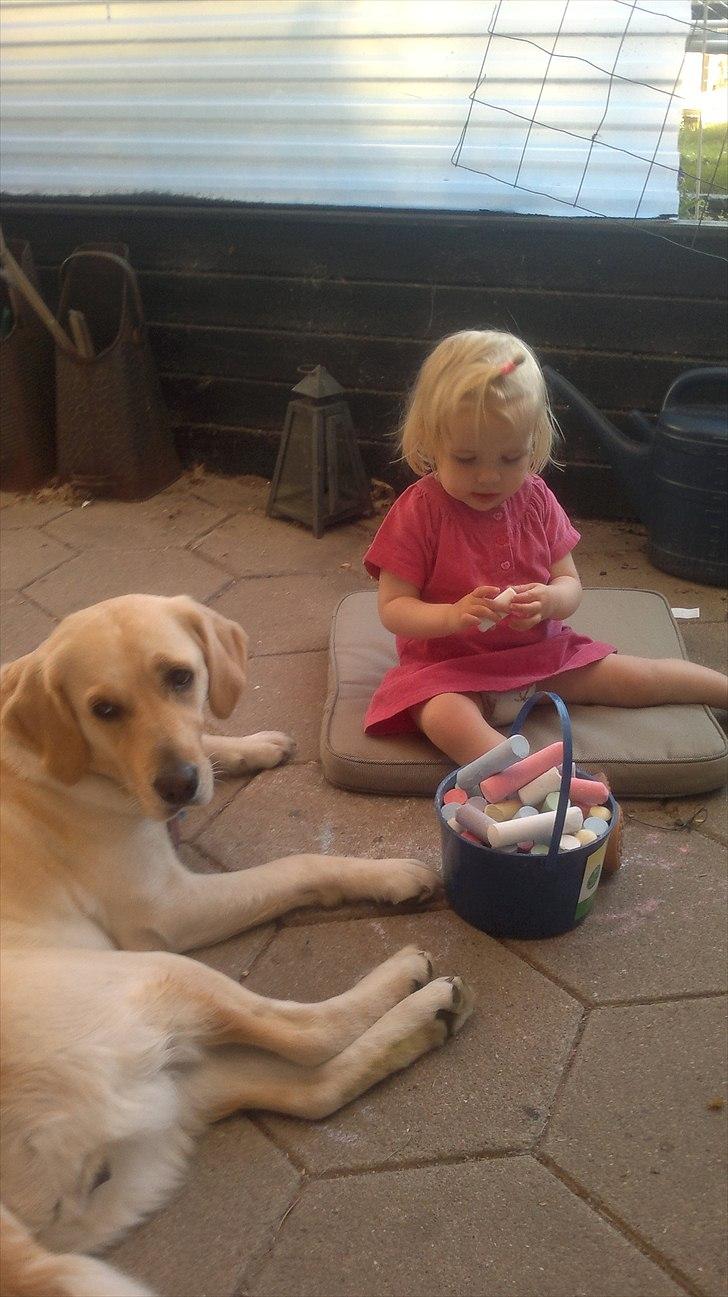 Blanding af racer Deedi  - Leger med Alfa billede 7