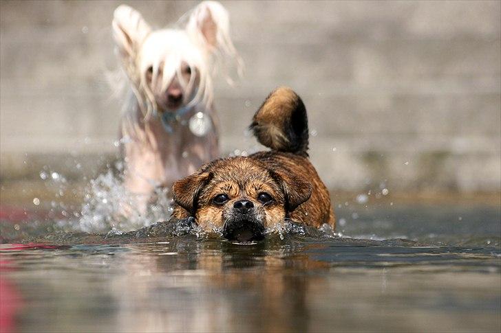 Blanding af racer Lilly - Lilly leger haj og spiser alt hvad der kommer ind i hendes gab - det er dog mest bobler ;D *12/6-11* billede 33