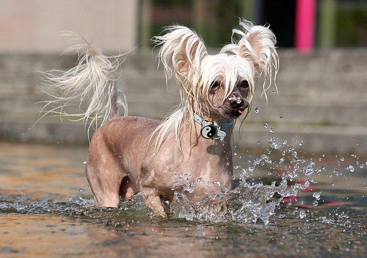 Chinese crested hårløs Silas - Silas ude og bade *12/6-11* billede 24