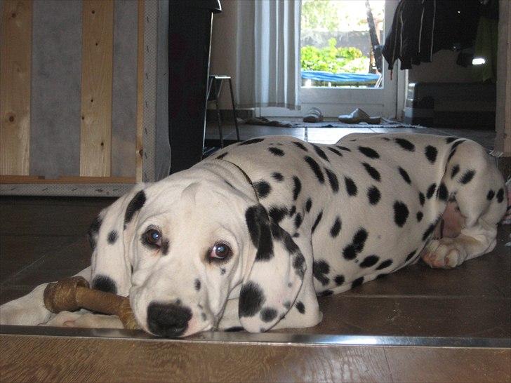 Dalmatiner Freya - Freya 4 måneder - godt træt efter en god gåtur i skoven :-) billede 7