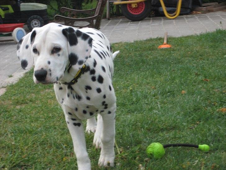Dalmatiner Freya - Hvad sker der lige derhenne? billede 17