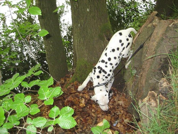 Dalmatiner Freya - Jeg må lige se nærmere... hvad er det lige der lugter så godt? billede 8