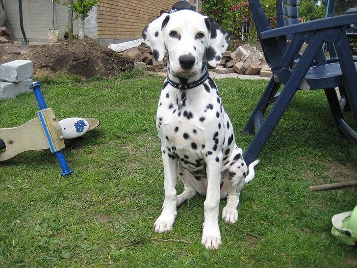 Dalmatiner Freya - Jeg vil bare gerne sidde her og lade mine batterier op igen..... billede 9