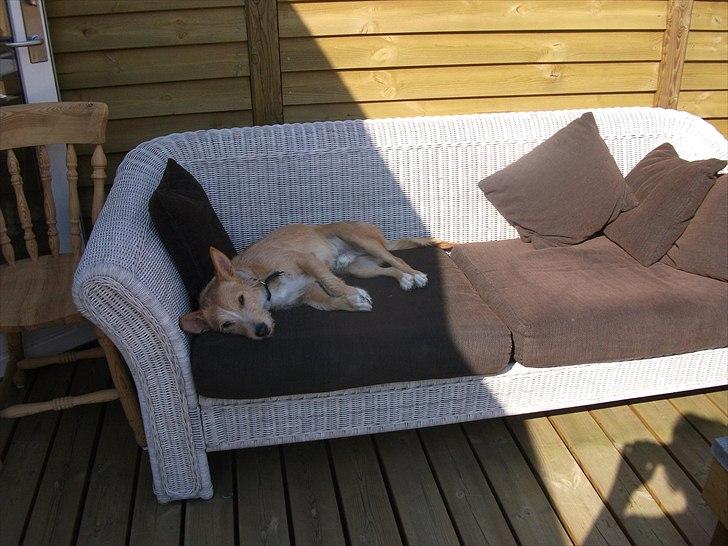Podengo portugues medio Leopoldo - Snupper lige en lur i skyggen, det er hårdt at være i sommerhus billede 13