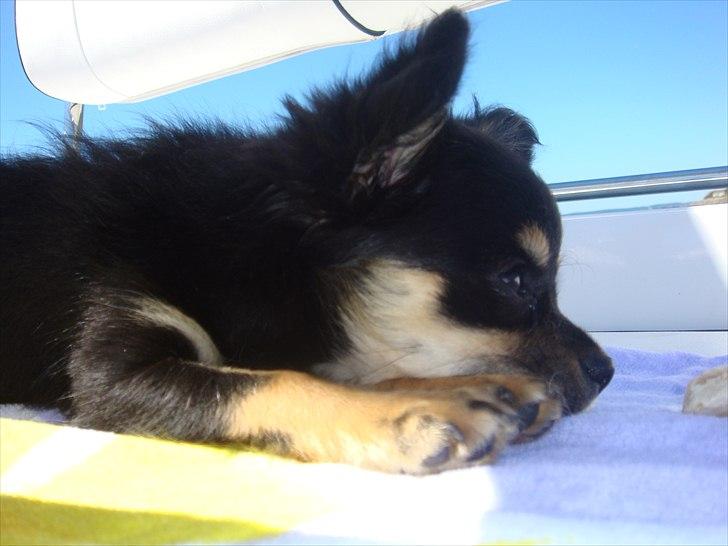 Chihuahua Papaya - Papaya er ude at sejle for første gang <3 billede 2