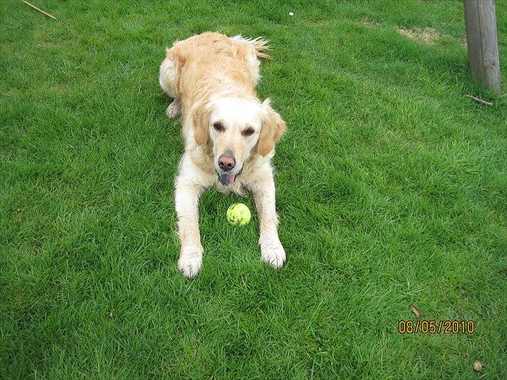 Golden retriever *Laika Nyholm* billede 20
