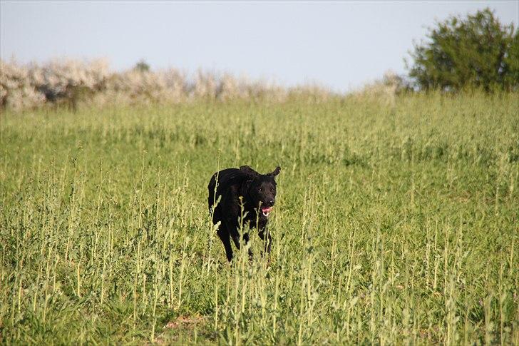 Blanding af racer Balto - Balto elsker at blive luftet på markerne, foråret 2011 :D. billede 8