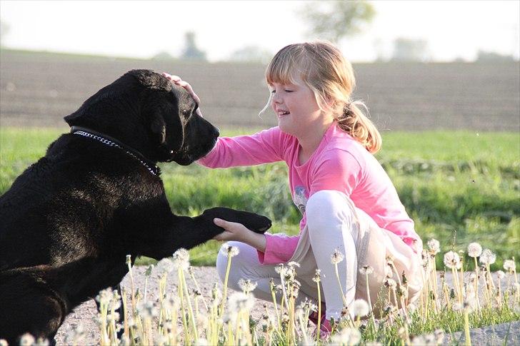 Labrador retriever Walder (Rest in Peace) - Hunden er bare menneskets bedste ven. billede 11