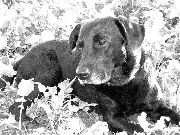 Labrador retriever anton billede 1