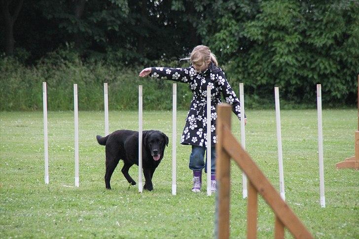 Labrador retriever Walder (Rest in Peace) - Zig zag :D billede 12