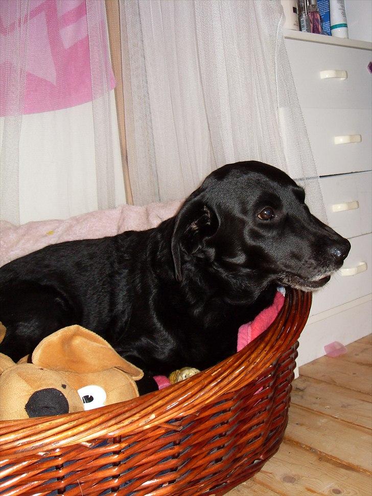Labrador retriever anton billede 2