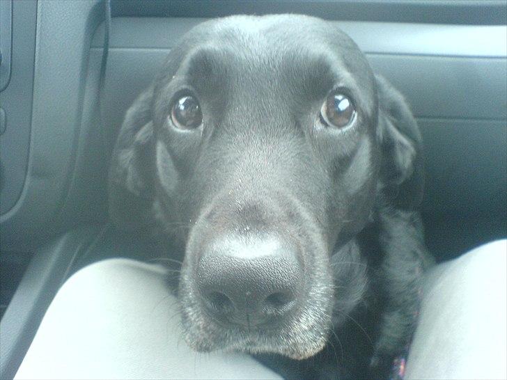 Labrador retriever anton billede 3