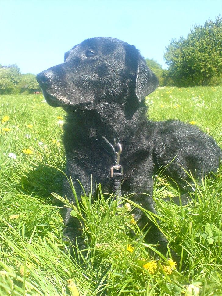 Labrador retriever anton billede 4