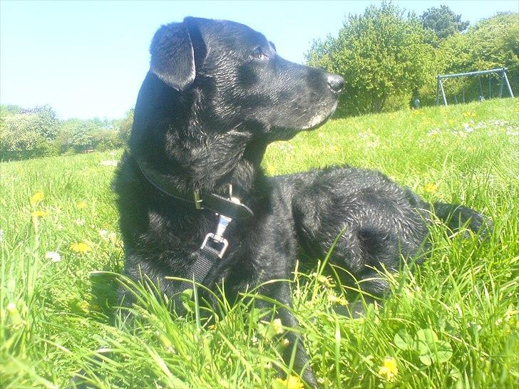 Labrador retriever anton billede 5