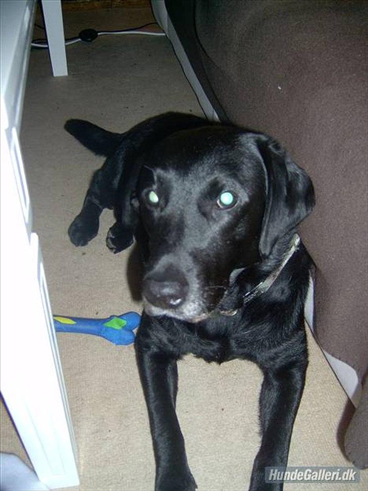 Labrador retriever anton billede 6