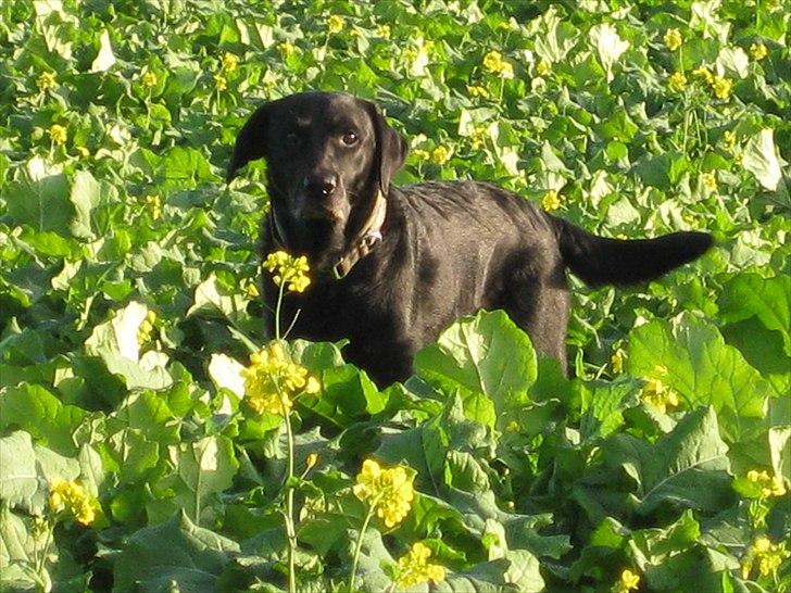 Labrador retriever anton billede 7