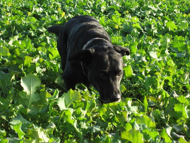 Labrador retriever anton billede 8