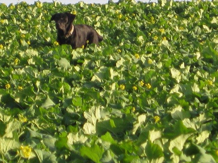 Labrador retriever anton billede 9