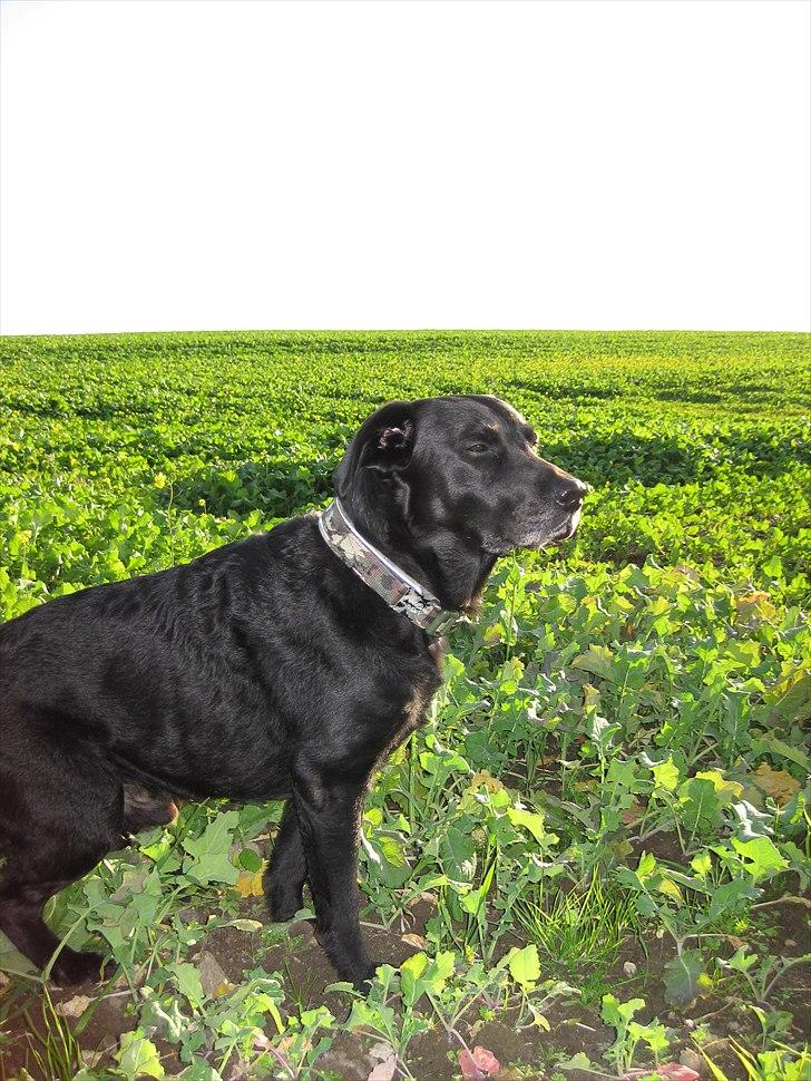 Labrador retriever anton billede 10