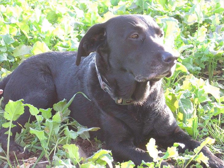 Labrador retriever anton billede 11