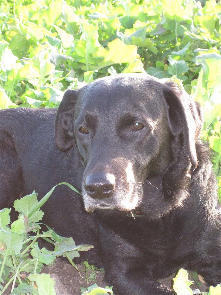 Labrador retriever anton billede 12