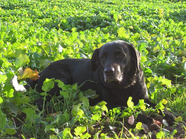 Labrador retriever anton billede 13