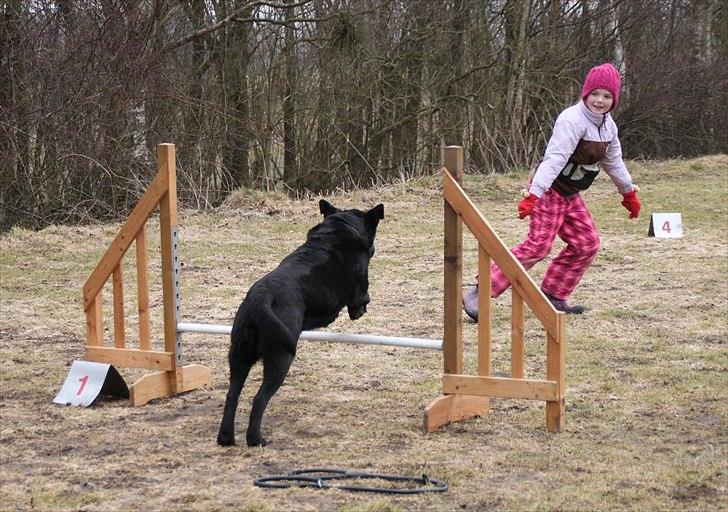 Labrador retriever Walder (Rest in Peace) - GO! :D billede 13