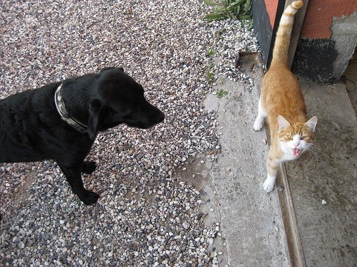 Labrador retriever anton billede 14