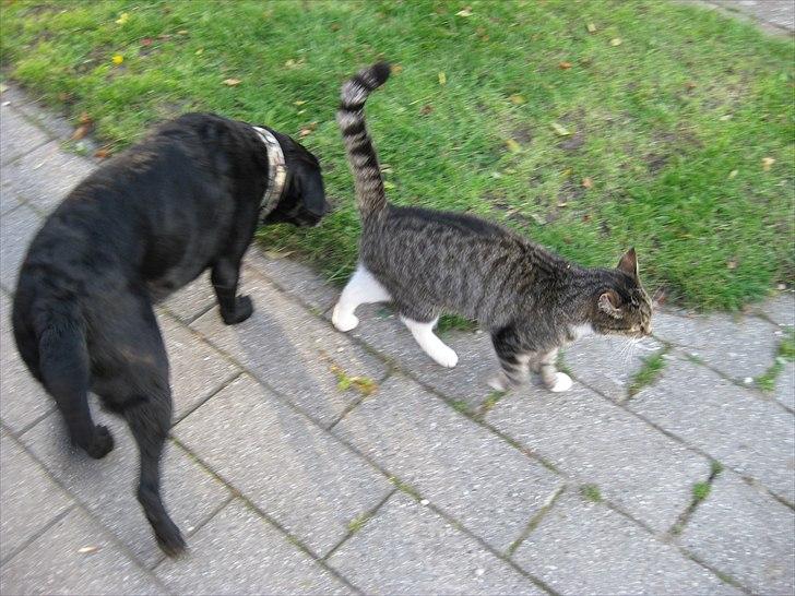 Labrador retriever anton billede 15