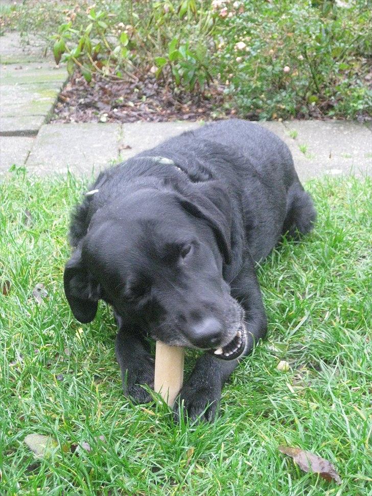 Labrador retriever anton billede 16